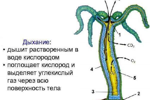 Гидра официальная ссылка